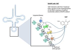 Fig A- SHAPE with 1M7.jpg