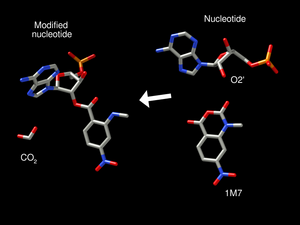 SHAPE reaction.png