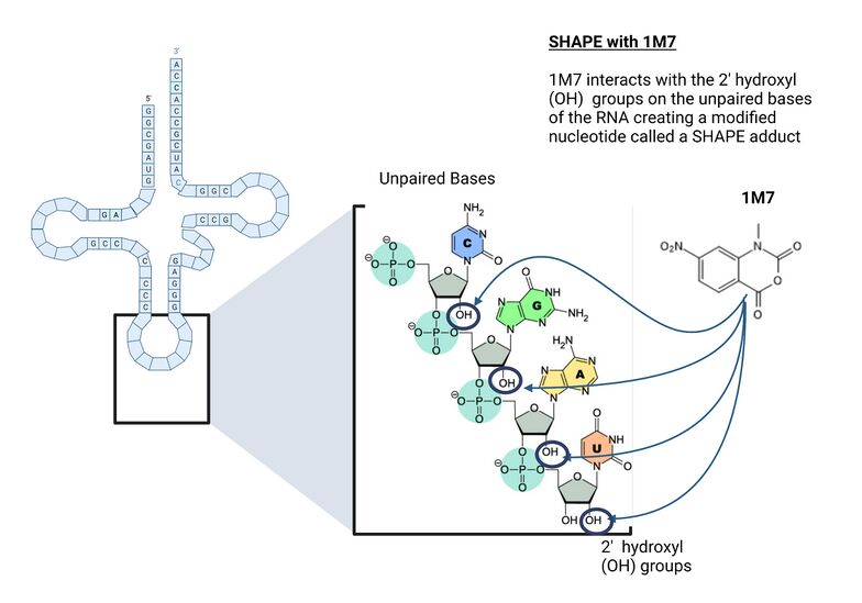 1M7 interacts with the 2' hydroxyl (OH) groups on the unpaired bases of the RNA creating a modified nucleotide called a SHAPE adduct