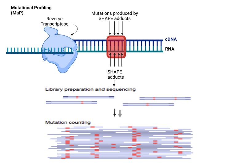 Fig B: During Mutational profiling(MaP), the SHAPE adducts in the RNA create mutations in the complimentary DNA (cDNA). The cDNA then makes thousands of copies called double stranded DNA (dsDNA). Image created with Biorender.com